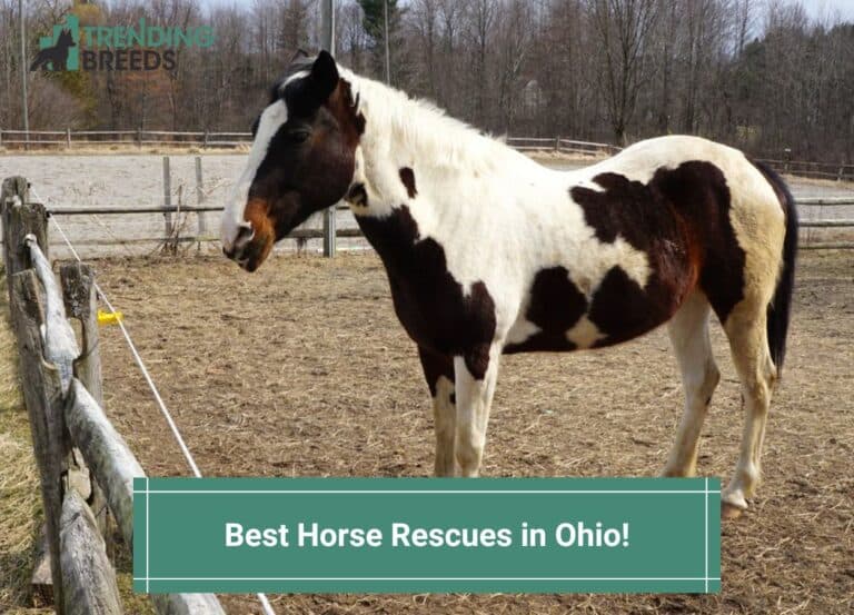 15 Best Horse Rescues in Ohio! (2024)