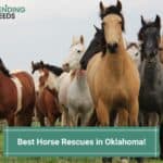 Best-Horse-Rescues-in-Oklahoma-template