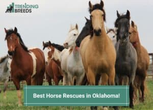 Best-Horse-Rescues-in-Oklahoma-template