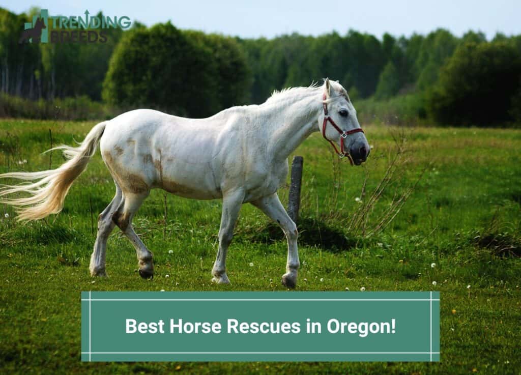 Best-Horse-Rescues-in-Oregon-template