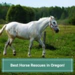 The 7 Best Horse Rescues in Oregon! (2023)