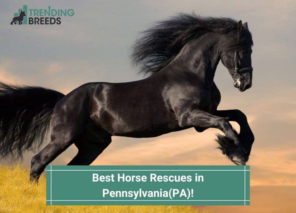 Best-Horse-Rescues-in-Pennsylvaniaa-template