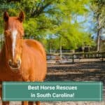 7 Best Horse Rescues in South Carolina! (2023)