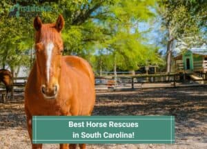 Best-Horse-Rescues-in-South-Carolina-template