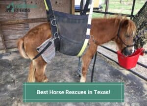 Best-Horse-Rescues-in-Texas-template