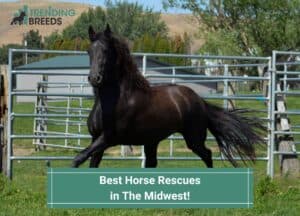 Best-Horse-Rescues-in-The-Midwest-template