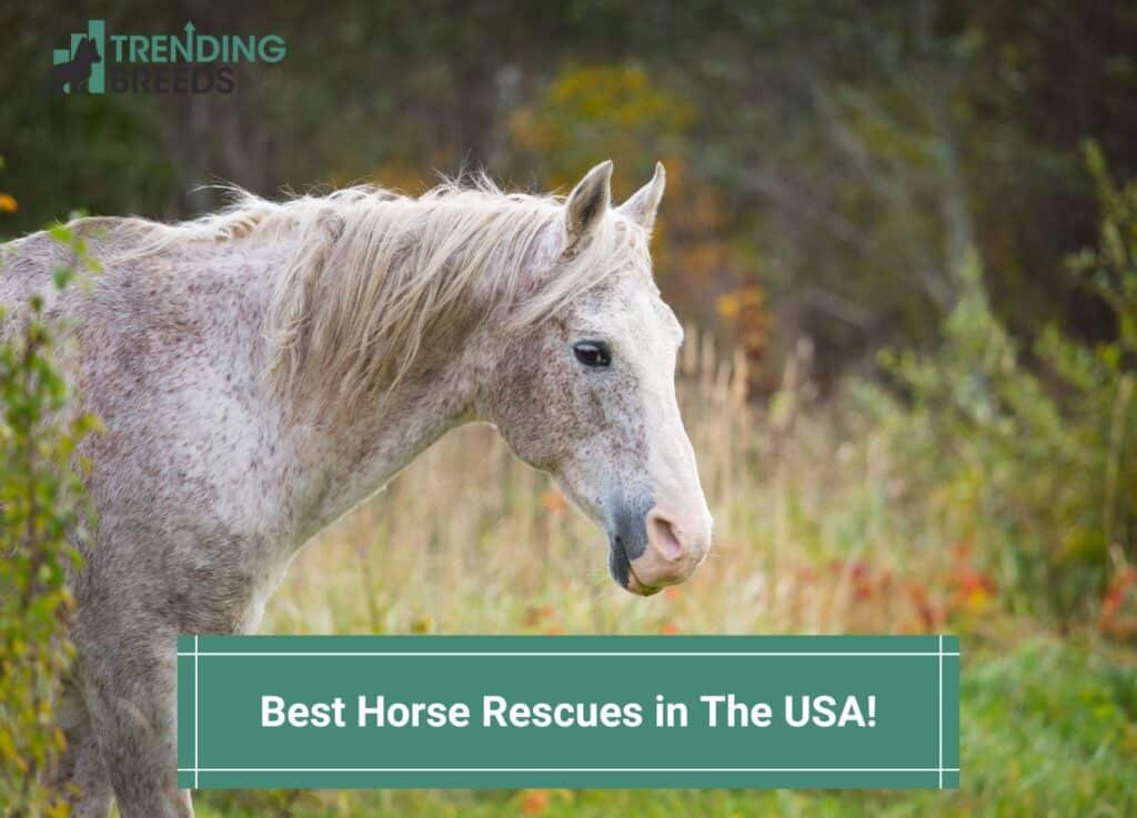 Best-Horse-Rescues-in-The-USA-template