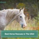 Best-Horse-Rescues-in-The-USA-template