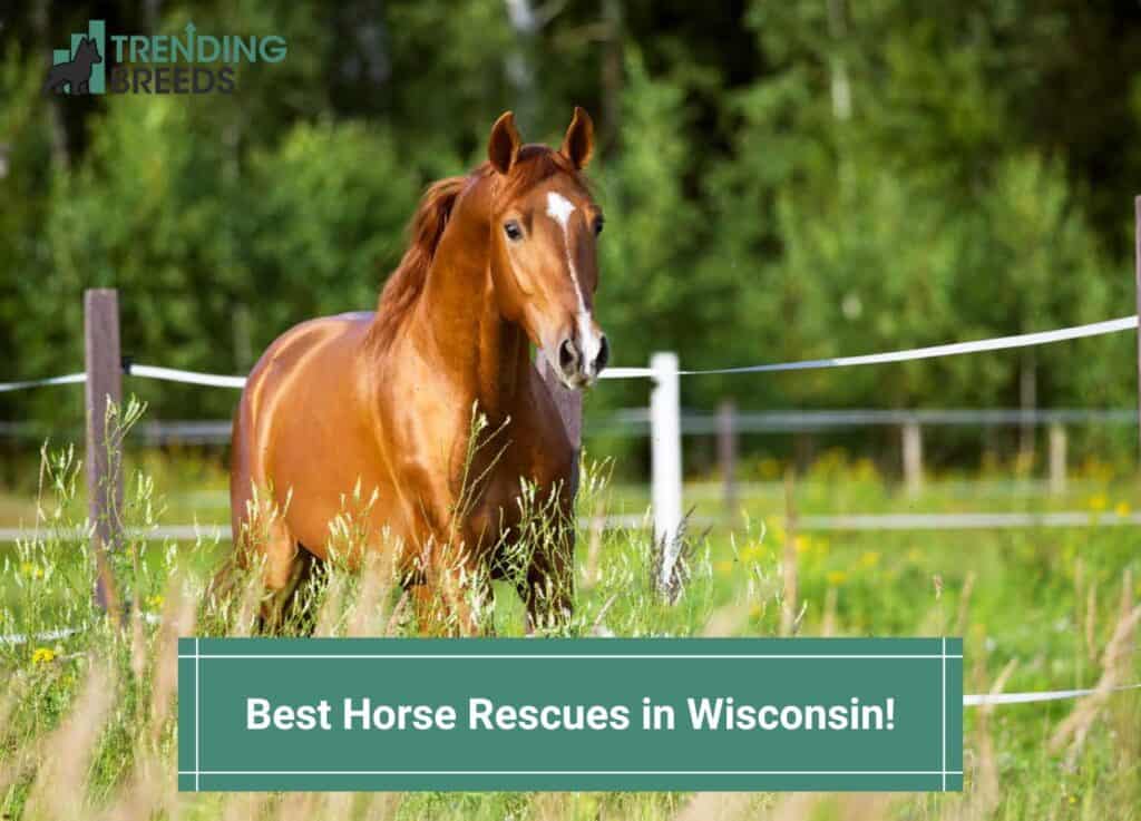 Best-Horse-Rescues-in-Wisconsin-template