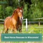 The 7 Best Horse Rescues in Wisconsin! (2023)
