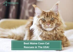 Best-Maine-Coon-Cat-Rescues-in-The-USA-template