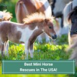13 Best Mini Horse Rescues in The USA! (2023)