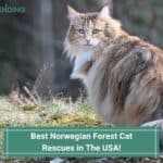 Best-Norwegian-Forest-Cat-Rescues-in-The-USA-template