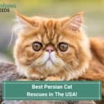 Best-Persian-Cat-Rescues-in-The-USA-template