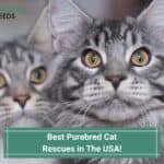 Best-Purebred-Cat-Rescues-in-The-USA-template