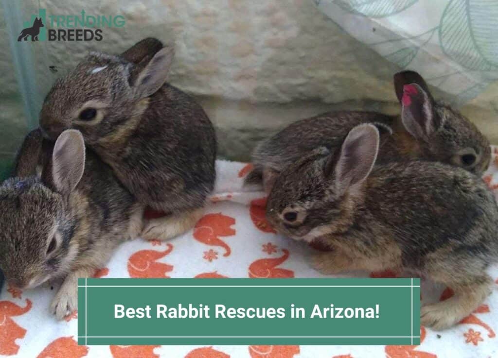 Best-Rabbit-Rescues-in-Arizona-template