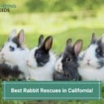 10 Best Rabbit Rescues in California! (2023)