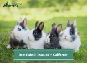 Best-Rabbit-Rescues-in-California-template