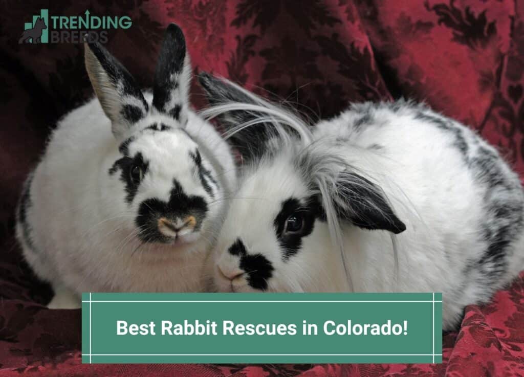 Best-Rabbit-Rescues-in-Colorado-template