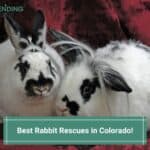 7 Best Rabbit Rescues in Colorado! (2023)
