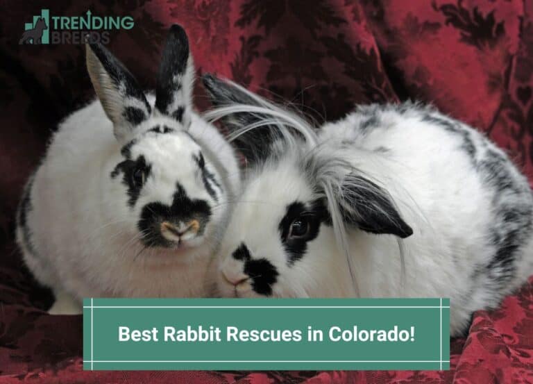 7 Best Rabbit Rescues in Colorado! (2024)
