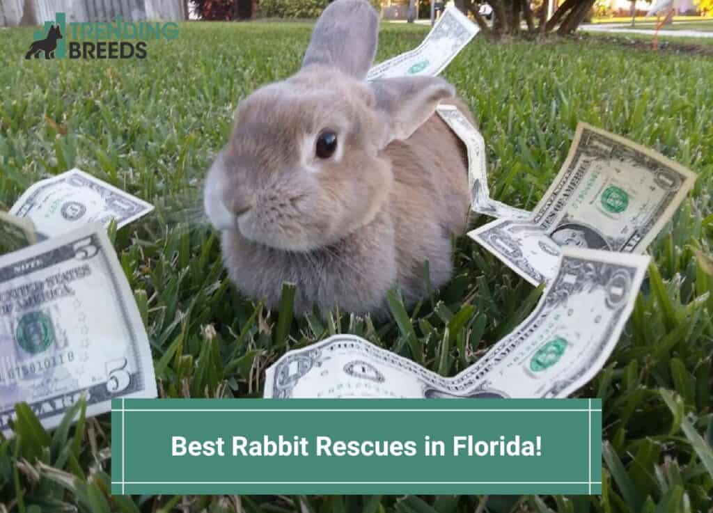 Best-Rabbit-Rescues-in-Florida-template