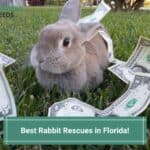 10 Best Rabbit Rescues in Florida! (2023)