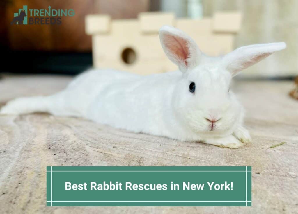 Nys Rabbits Best Rabbit Rescues in New York-template | Trending Breeds