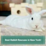 Best-Rabbit-Rescues-in-New-York-template