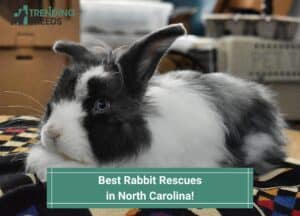 Best-Rabbit-Rescues-in-North-Carolina-template