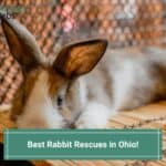 6 Best Rabbit Rescues in Ohio (OH)! (2022)