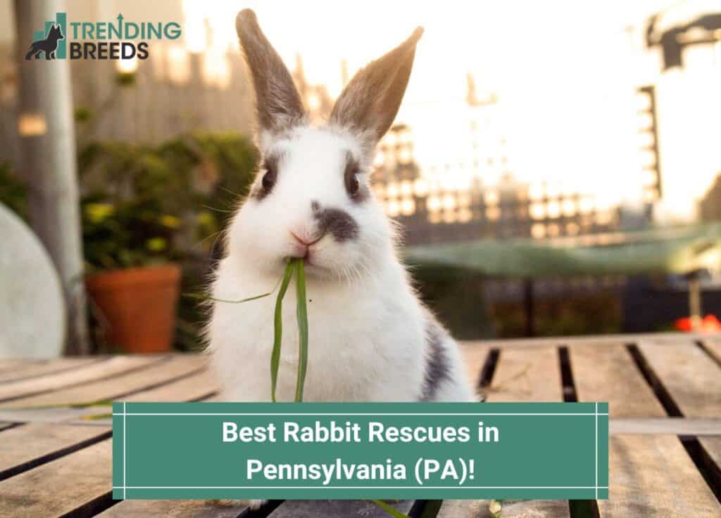 Best-Rabbit-Rescues-in-Pennsylvania-template