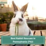 10 Best Rabbit Rescues in Pennsylvania (PA)! (2023) 