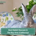 The 6 Best Rabbit Rescues in The Bay Area (California)! (2023)