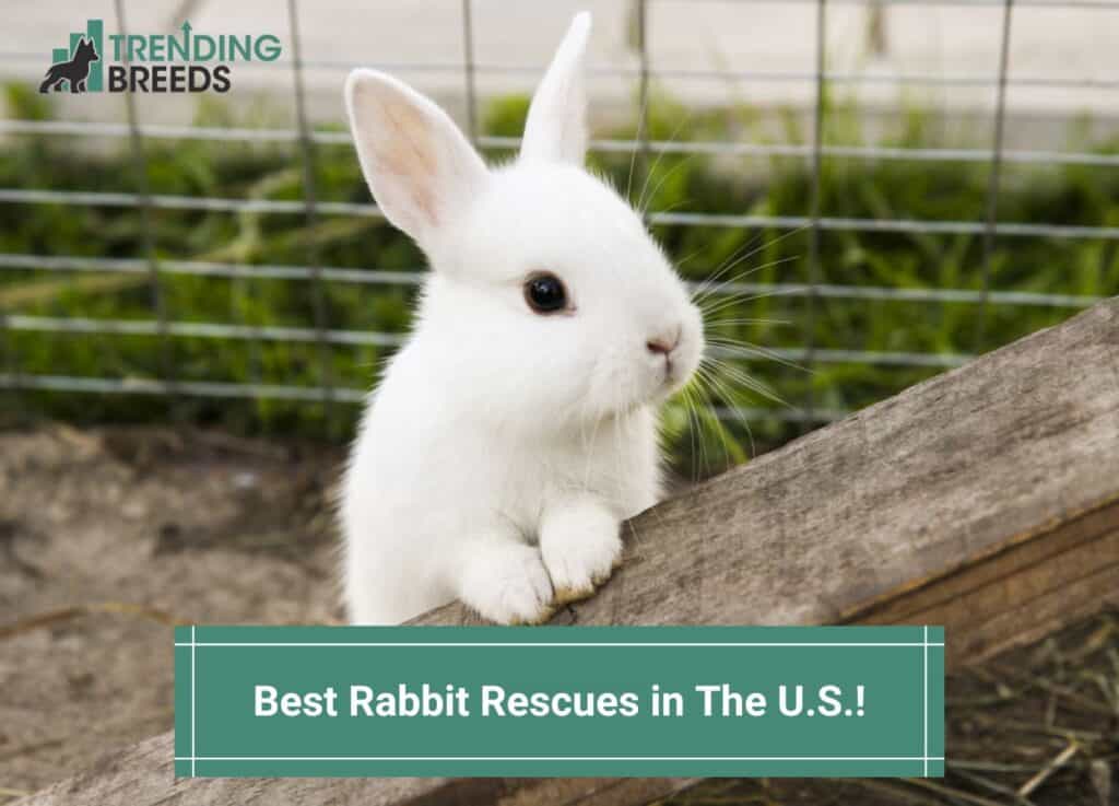 Best-Rabbit-Rescues-in-The-U.S-template