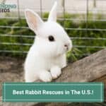 The 19 Best Rabbit Rescues In The USA! (2023)