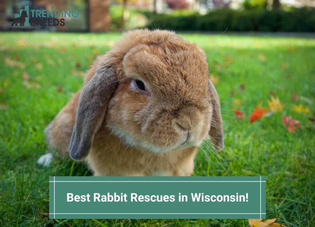 Best-Rabbit-Rescues-in-Wisconsin-template