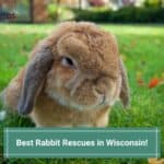 12 Best Rabbit Rescues in Wisconsin! (2023)