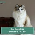 Best-Ragdoll-Cat-Rescues-in-The-USA-template