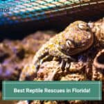 Best-Reptile-Rescues-in-Florida-template