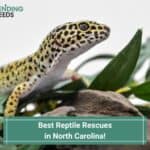Best-Reptile-Rescues-in-North-Carolina-template