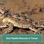 Best-Reptile-Rescues-in-Texas-template