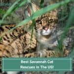 Best-Savannah-Cat-Rescues-in-The-US-template