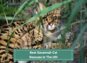 Best-Savannah-Cat-Rescues-in-The-US-template