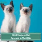 Best-Siamese-Cat-Rescues-in-the-usa-template