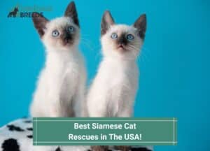 Best-Siamese-Cat-Rescues-in-the-usa-template