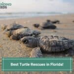 Best-Turtle-Rescues-in-Florida-template