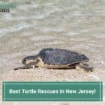 Best-Turtle-Rescues-in-New-Jersey-template