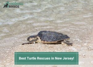 Best-Turtle-Rescues-in-New-Jersey-template