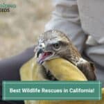 Best-Wildlife-Rescues-in-California-template